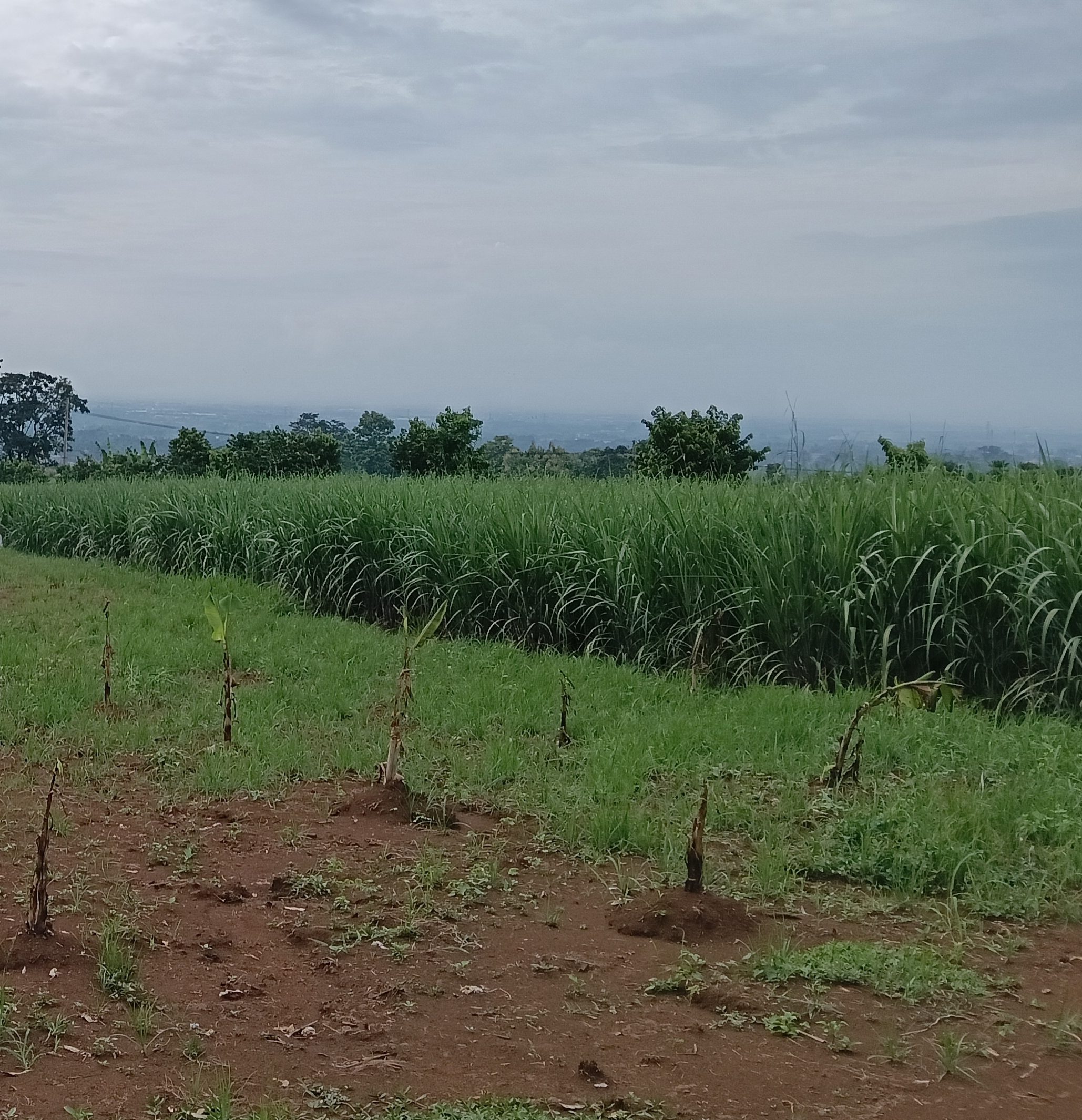 Foto Tebu Hijau 2
