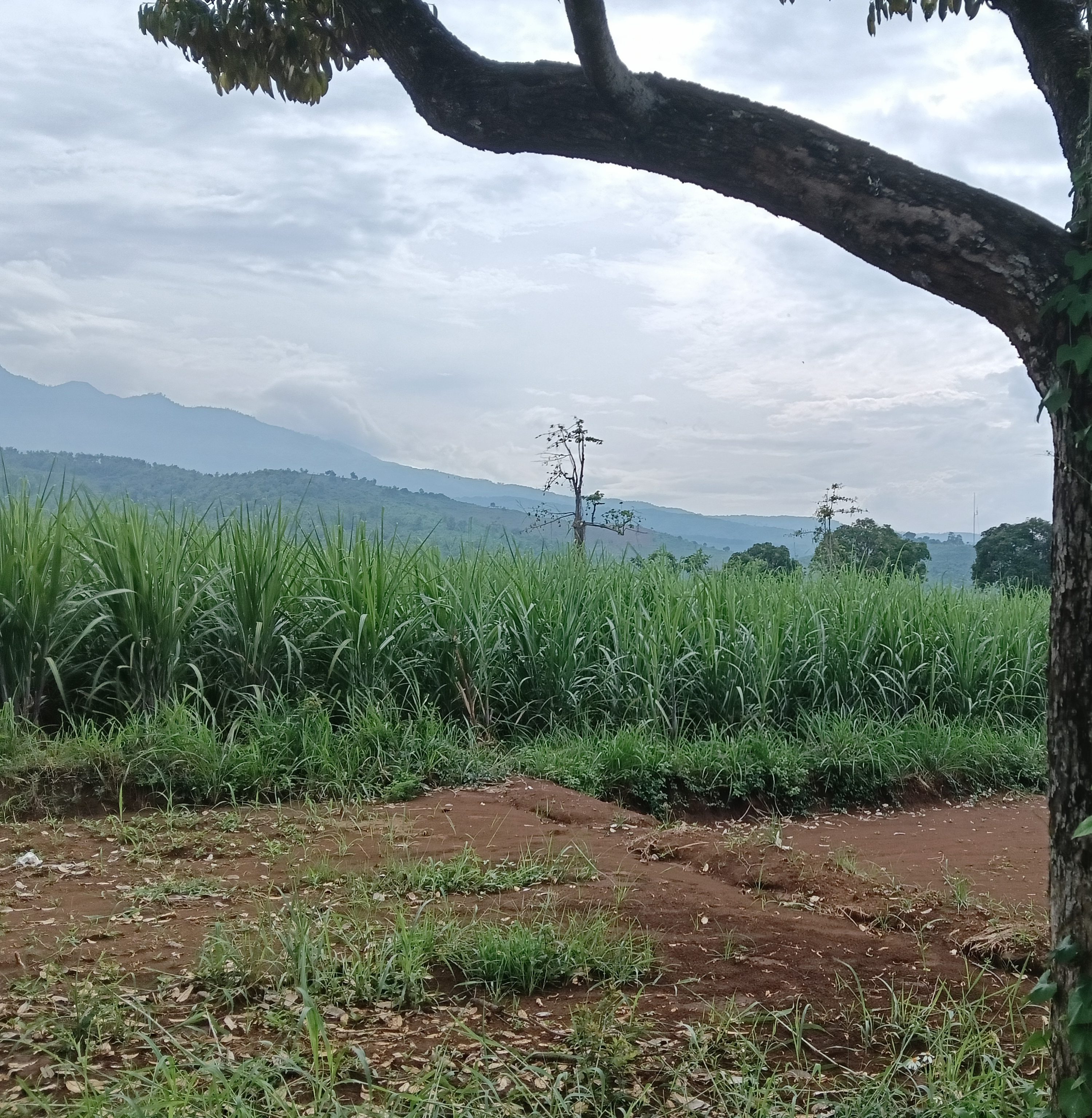 Tebu Hijau