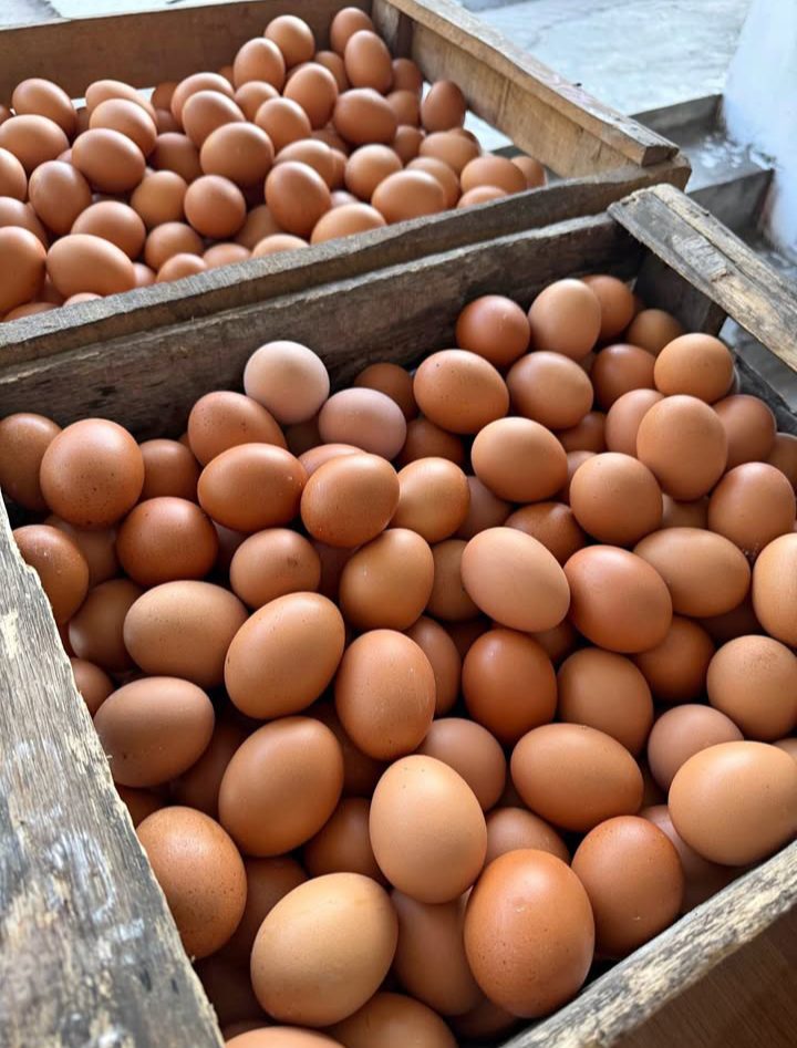 Telur Ayam