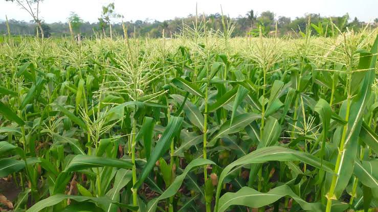 Foto Jagung 2