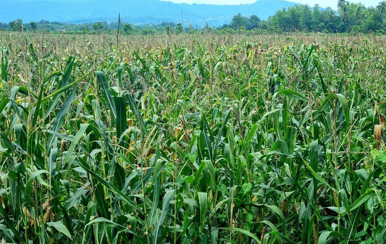 Jagung